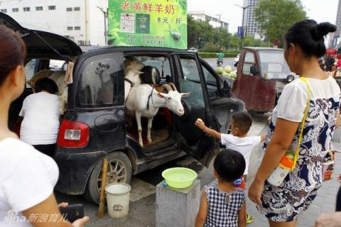 Cho de di khap pho ban sua tuoi nguyen chat