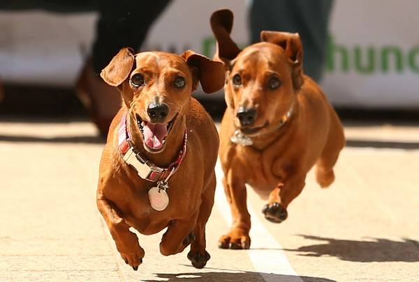 Hình ảnh tại giải đua chó lạp xưởng siêu cute ở Úc