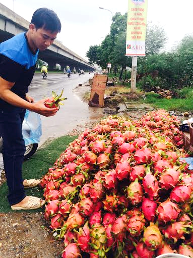 Thanh long, bình thuận, giá rẻ, vỉa hè, Hà Nội, thương lái, ép giá, xuất khẩu, Trung Quốc, phá giá, thanh-long, Bình-Thuận, giá-rẻ, vỉa-hè, Hà-Nội, thương-lái-ép-giá, xuất-khẩu, Trung-Quốc, phá-giá, nhân-dân-tệ