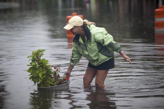 Một người dân cố gắng lấy chậu kiểng ngoi ngóp trong nước. Ảnh: REUTERS