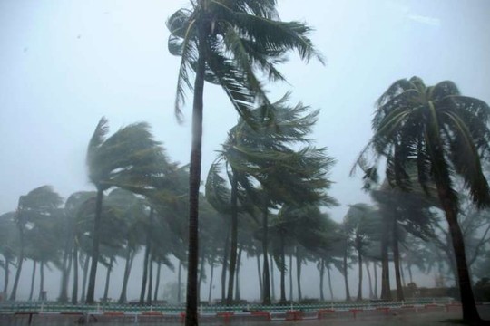 Cây cối nghiêng ngả trong gió bão khi bão Mujigae đổ bộ TP Trạm Giang, tỉnh Quảng Đông - Trung Quốc. Ảnh: REUTERS