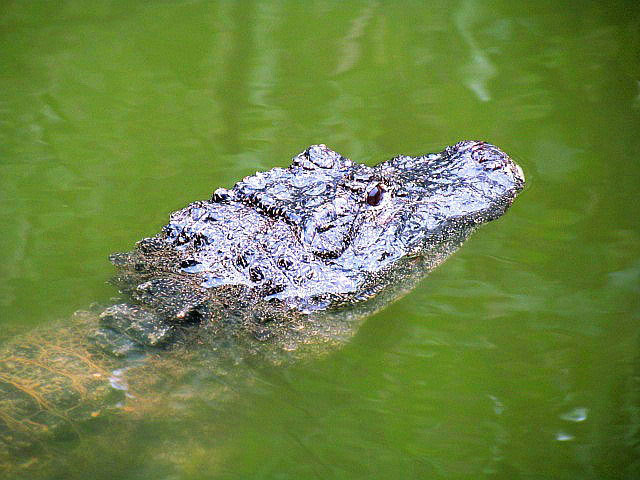 Hàng nghìn con cá sấu cùng ngoi lên mặt nước