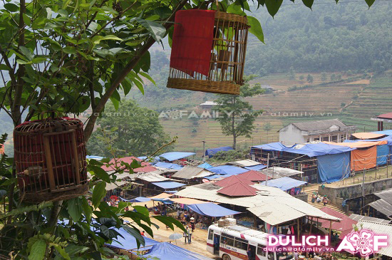 Cách nuôi chim họa mi hót hay, phát triển hiệu quả