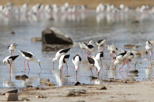 Các loài chim nước có thể sẽ tìm đến hồ Eyre để sinh sản. Ảnh: Birdlife Australia
