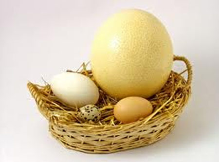“Trứng rất tốt nếu ăn đúng và đủ” “Trứng rất tốt nếu ăn đúng và đủ”