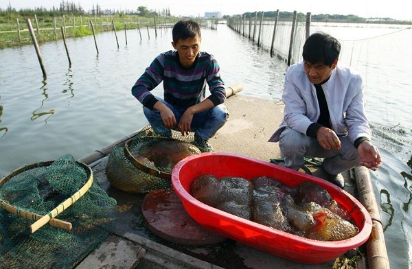 Sinh vật kỳ dị c&oacute; thể 
