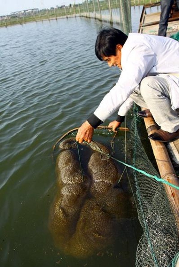 Sinh vật kỳ dị c&oacute; thể 