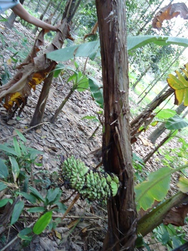 Tây Ninh: Buồng chuối trổ từ... giữa thân cây 2