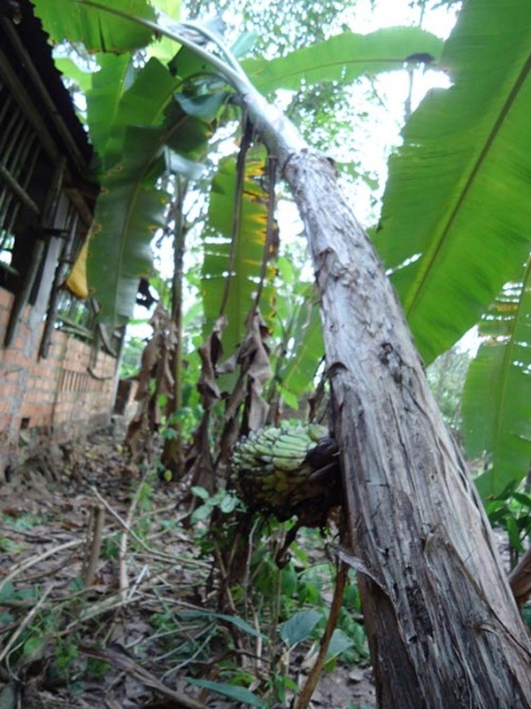 Tây Ninh: Buồng chuối trổ từ... giữa thân cây 4