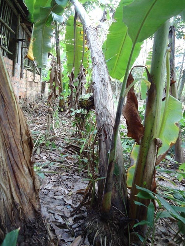 Tây Ninh: Buồng chuối trổ từ... giữa thân cây 5