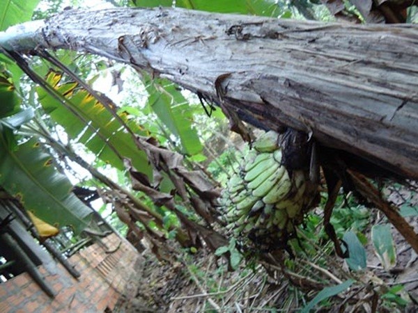 Tây Ninh: Buồng chuối trổ từ... giữa thân cây 6