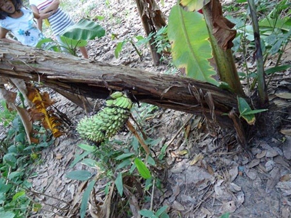 Tây Ninh: Buồng chuối trổ từ... giữa thân cây 7