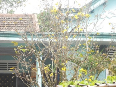 Mai vàng nở rực bất thường ở Huế sau 3 thập kỷ 1 Mai vàng nở rực bất thường ở Huế sau 3 thập kỷ 1