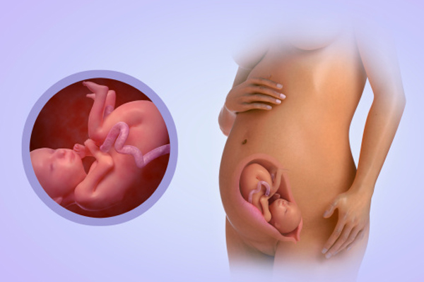 Tuần thai thứ 20: các giai đoạn phát triển của thai nhi