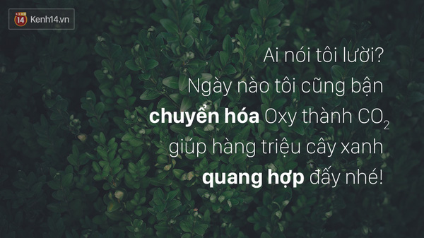  - Ảnh 6.