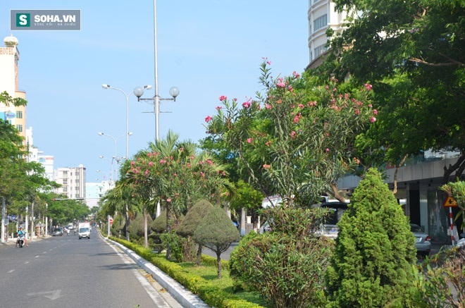 Cây có độc tố gây chết người được trồng tràn lan trên phố Đà Nẵng - Ảnh 2.