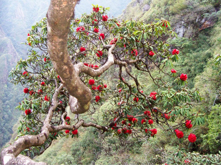 Lên Sa Pa ngắm hoa đỗ quyên đại thụ