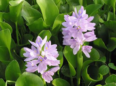 Lục bình - thuốc quý trôi nổi