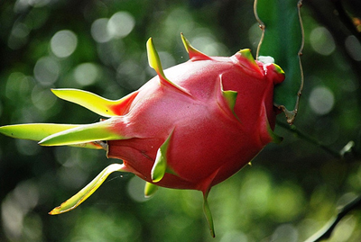 Dragon Fruit Harvesting