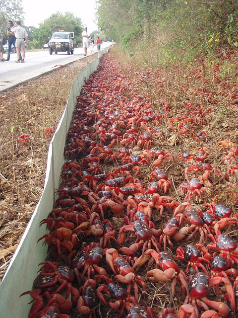 Red-Crab-Superhighway.jpg