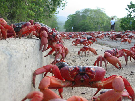 crabsonchristmasisland.jpg