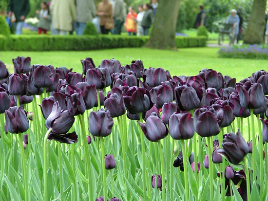 Hoa Tulip đen - Cổ tích đẹp giữa đời thực