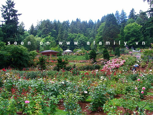 Du lịch Công viên hoa hồng Rose Park Khám phá thiên đường hoa hồng
