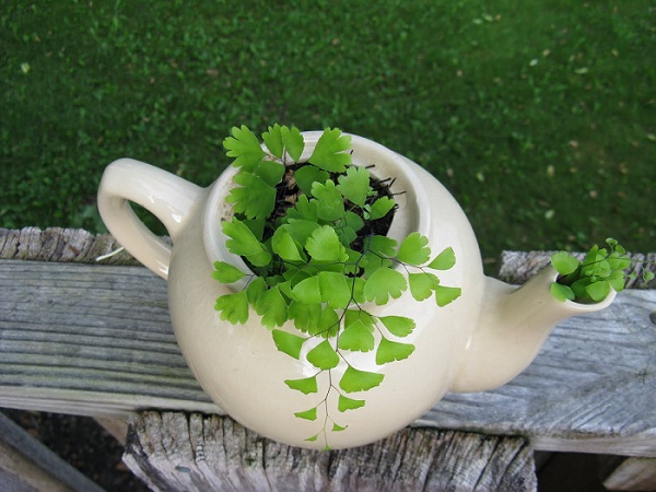 Nhà đẹp vườn xinh nhờ... ấm chén Nhà đẹp vườn xinh nhờ... ấm chén