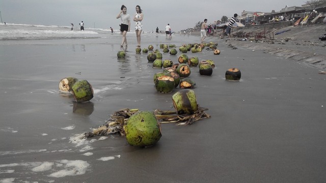 Trên bãi biển Thịnh Long, rất nhiều du khách tiện tay vứt vỏ dừa đã uống trên bờ trông rất mất mỹ quan.