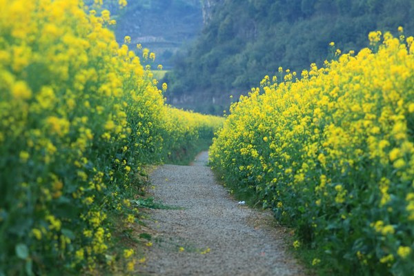 canh-dong-hoa-cai-vang-6-52698