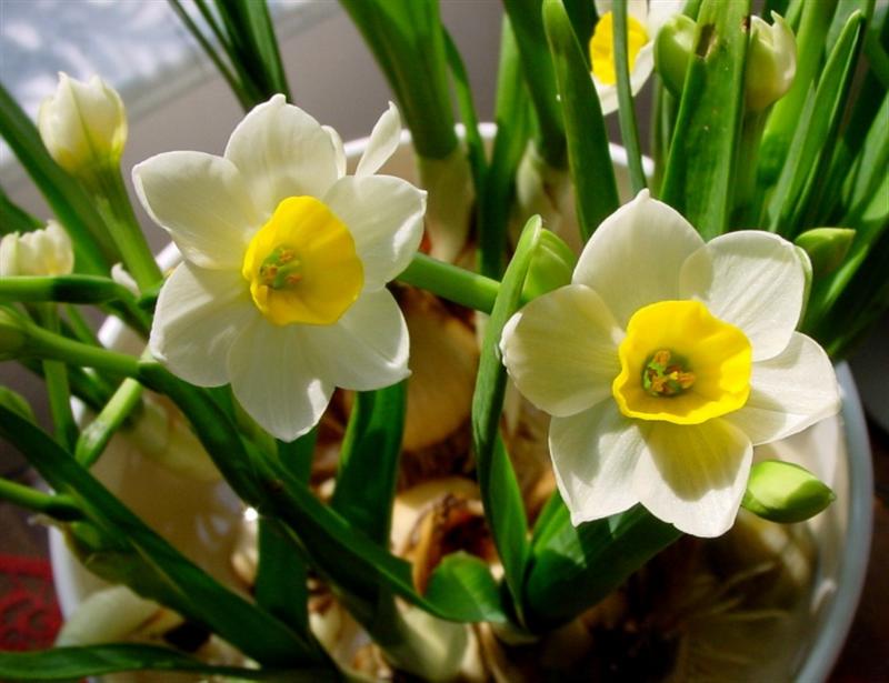 6 loài hoa đẹp và ý nghĩa dành cho phòng khách dịp Tết đến Xuân về