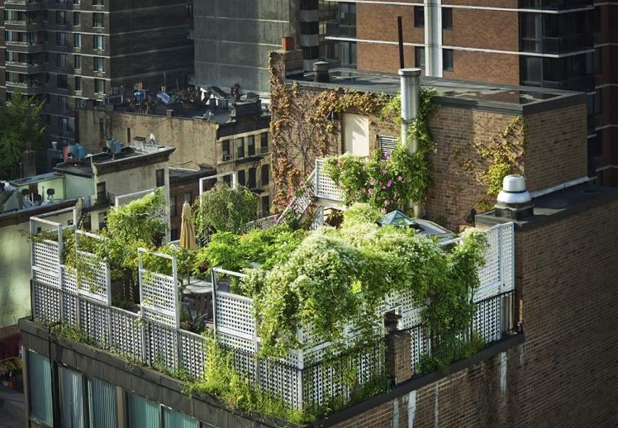 Vườn trên sân thượng giữa thành phố khiến hàng xóm phát thèm
