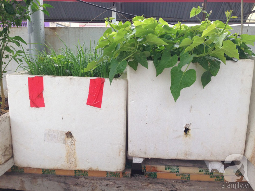 Học ngay cách trồng rau trong thùng xốp EarthBox cực hay của mẹ Khoai Xoài