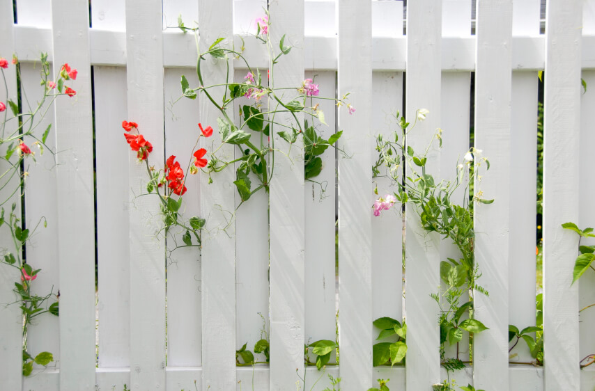 Hàng rào đơn giản: Một chiếc hàng rào đơn giản có thể mang lại vẻ đẹp giản dị và thân thiện cho ngôi nhà của bạn. Hãy xem hình ảnh để cảm nhận sự tinh tế của một hàng rào đơn giản.