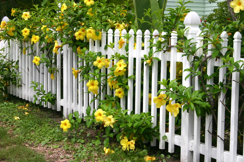 Ngất ngây với những hàng rào tuy đơn giản nhưng vô cùng đẹp mắt