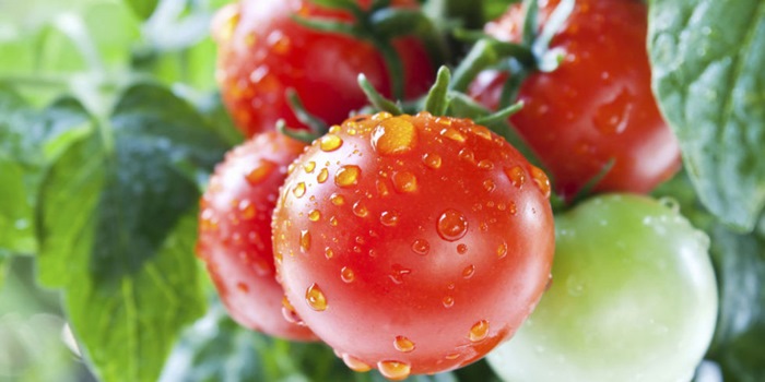 7 cách làm giàn đơn giản cho những cây cà chua sai trĩu quả