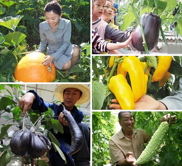 Rau quả khổng lồ nh&acirc;n giống từ vũ trụ 