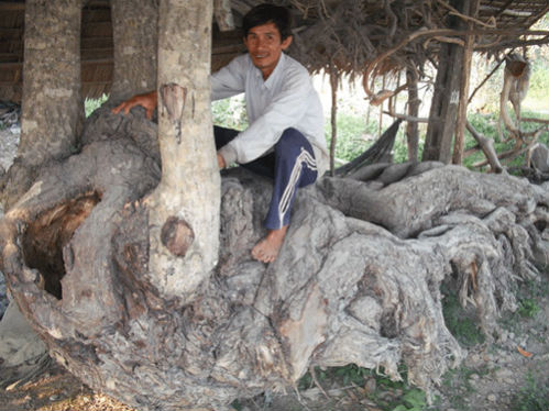 Vĩnh Long: Gốc c&acirc;y 