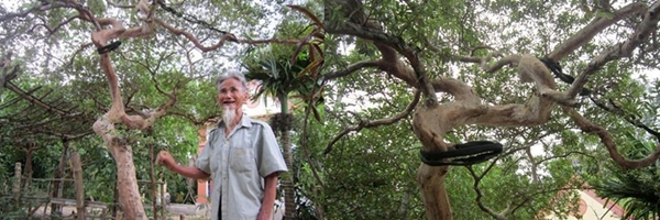 Vĩnh Long: Gốc c&acirc;y 