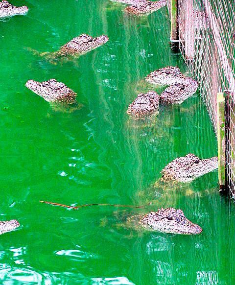 Hàng nghìn con cá sấu cùng ngoi lên mặt nước