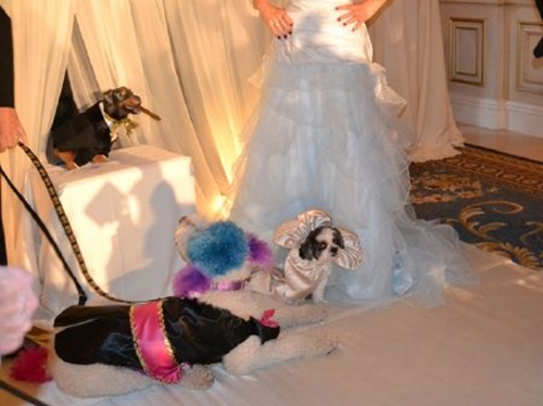 Những đám cưới động vật có một không hai