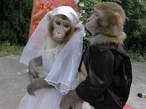 Những đám cưới động vật có một không hai