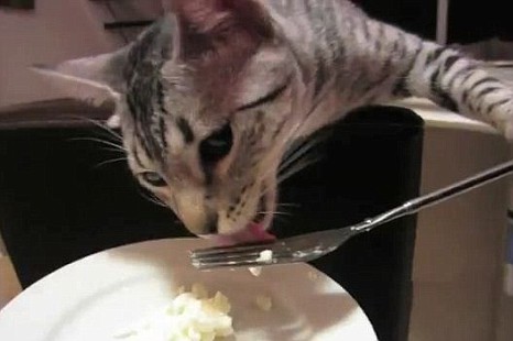 Hài hước mèo... cầm dĩa ăn khoai tây