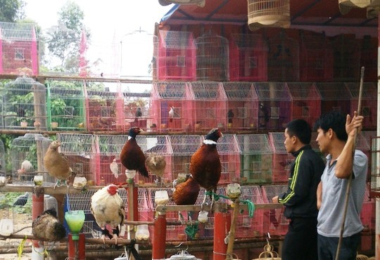 Chim hoang dã được bày bán công khai trong khi ở xã này đang có dịch cúm A/H5N6 rất nguy hiểm.