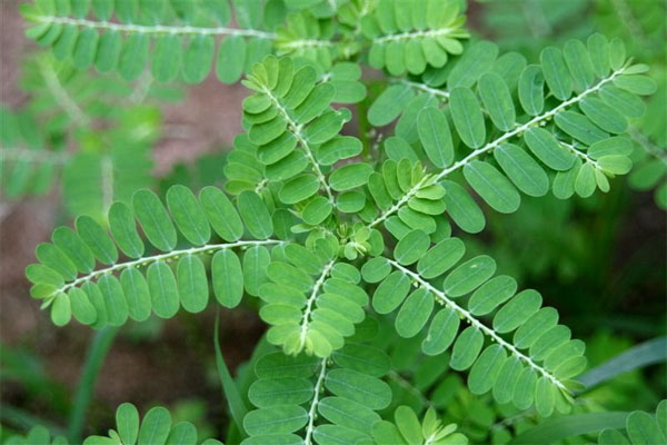Trị mụn bằng c&acirc;y Diệp hạ ch&acirc;u