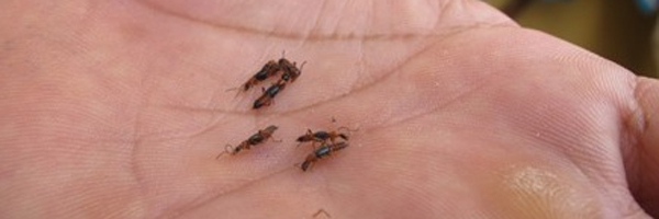Côn trùng gây ngứa là kiến 3 khoang