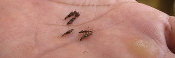 Nhiều người suýt chết vì bị côn trùng lạ cắn