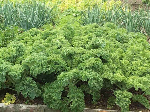 9 lợi ích tuyệt vời của cải lá xoăn 9 lợi ích tuyệt vời của cải lá xoăn