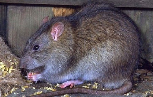 Phát hiện chuột cống mang virus gây suy thận ở TP HCM 1