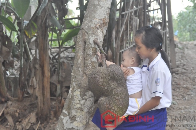 Quốc Huy thích nhất là đụng trái mít trước nhà